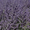 Perovskia atriplicifolia Plant - Silvery Blue