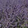 Perovskia atriplicifolia Plant - Silvery Blue