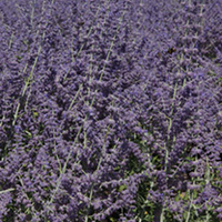Perovskia atriplicifolia Plant - Silvery Blue