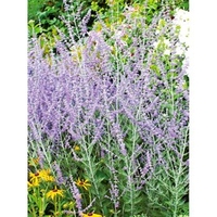 Perovskia atriplicifolia Plant