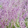 Perovskia Plant - Blue Spire