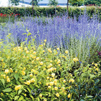 Perovskia Plants - Taiga