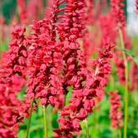 Persicaria Plant - J.S Caliente