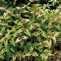 Persicaria Plant - Red Dragon