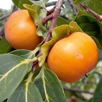 Persimmon Tree - Kaki-Sharon Fruit