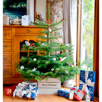 Personalised Christmas Tree Crate - Sweet Pea Pink