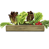 Personalised Crate Collection - Salad Days