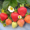 Personalised Crate Collection - Strawberry Fields