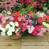 Petunia Carpet Mixed F1 Plants
