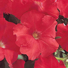 Petunia Carpet Series Seeds - Red