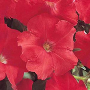 Petunia Carpet Series Seeds - Red