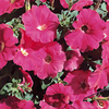 Petunia Carpet Series Seeds - Rose