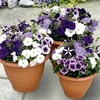 Petunia Flower Plants - Grand Rapids