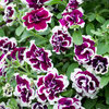 Petunia Plant - Tumbelina Bella