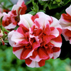 Petunia Plant - Tumbelina Cherry Ripple
