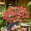 Petunia Plants - Amore Queen of Hearts