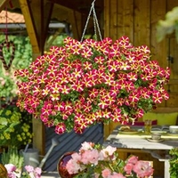 Petunia Plants - Amore Queen of Hearts