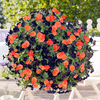 Petunia Plants - Black Satin & Papaya Twin Pack