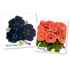 Petunia Plants - Black Satin and Papaya Twin Pack Offer