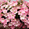 Petunia Plants - Classic Baby Pink White