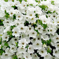Petunia Plants - Classic White
