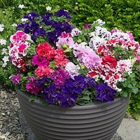 Petunia Plants - Double Pirouette