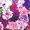 Petunia Plants - F1 Duo Double Mix