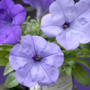 Petunia Plants - F1 Evening Scentsation