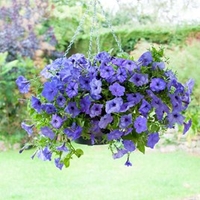 Petunia Plants - F1 Evening Scentsation