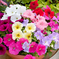 Petunia Plants - F1 Select Improved Mix