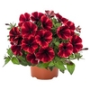 Petunia Plants - Fiona Flash