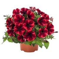 Petunia Plants - Fiona Flash