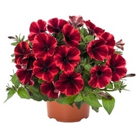 Petunia Plants - Fiona Flash