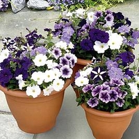 Petunia Plants - Frenzy Grand Rapids