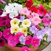 Petunia Plants - Frenzy Mixed