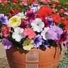 Petunia Plants - Frenzy Mixed