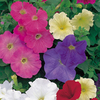 Petunia Plants - Mixed