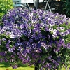 Petunia Plants - Night Sky