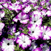 Petunia Plants - Sanguna Twirl Purple