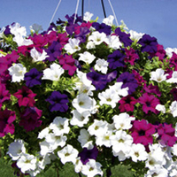 Petunia Plants - Surfinia Large Flowered Mix