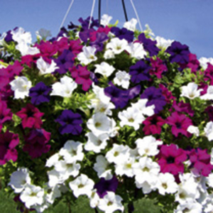 Petunia Plants - Surfinia Large Flowered Mixed