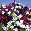 Petunia Plants - Surfinia Large Flowered Mixed