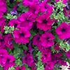 Petunia Plants - Surfinia Purple