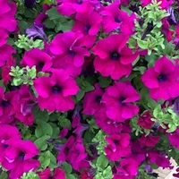 Petunia Plants - Surfinia Purple