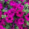 Petunia Plants - Surfinia Purple