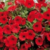 Petunia Plants - Surfinia Red