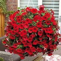 Petunia Plants - Surfinia Red