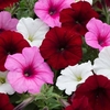 Petunia Plants - Sweetheart Mixed