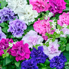 Petunia Plants - Tumbelina Fragrant Mix