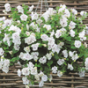 Petunia Plants - Tumbelina Margarita